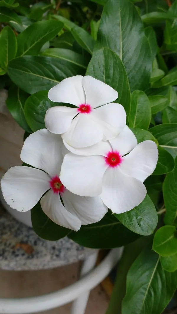 Pink_Vinca_Flowering_Plant