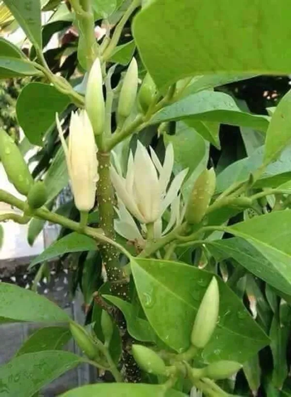 White_Flowering_Plant