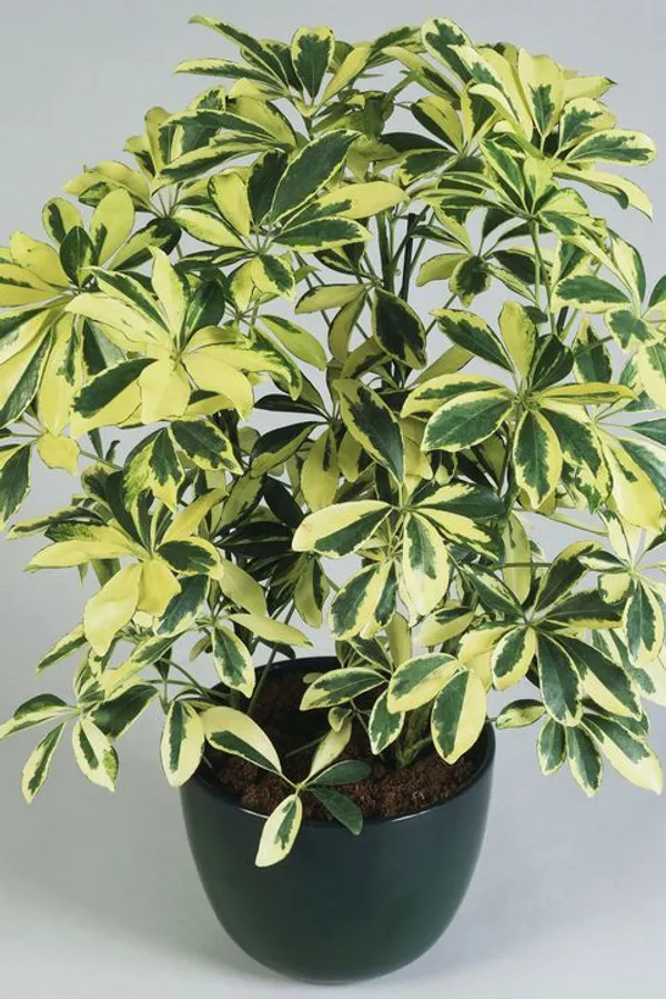 Variegated_Schefflera_Plant_in_Pot