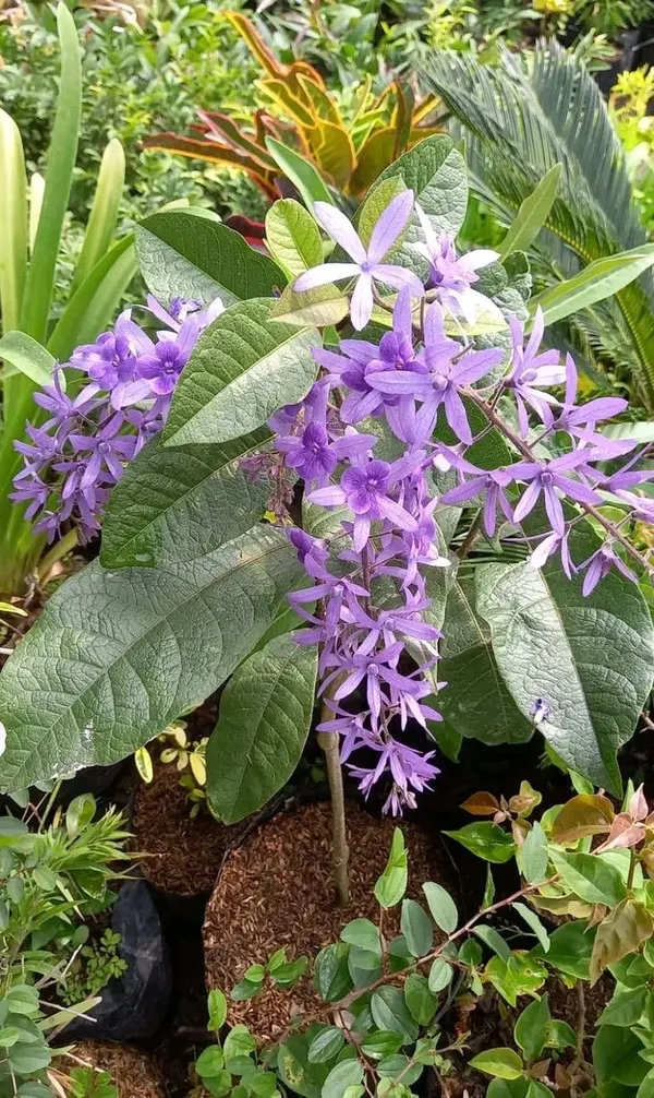 Purple_Flowering_Live_Plant