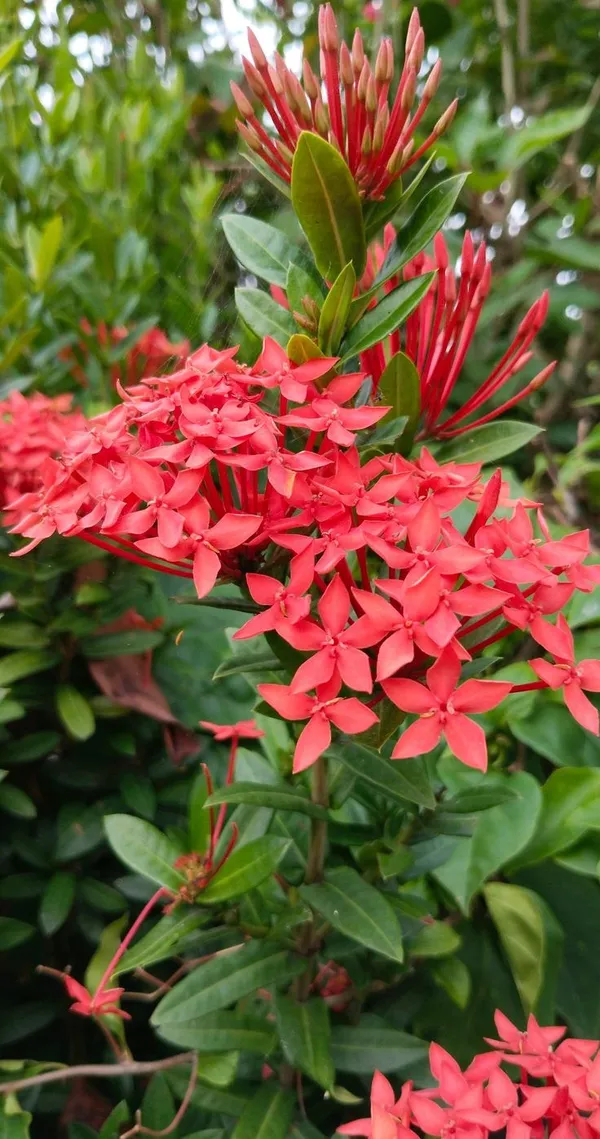 Red_Ixora_Flowering_Plant