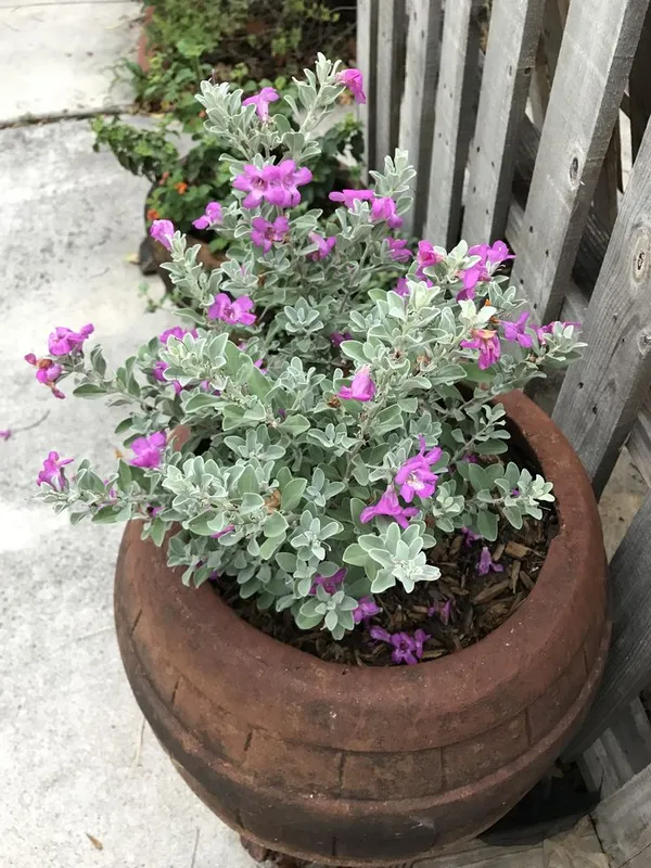 Silver_Foliage_Purple_Flowering_Potted_Plant