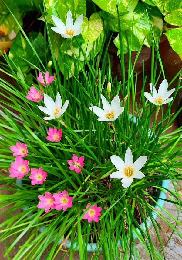 Mixed_Colour_Rain_Lily_Flowering_Plant