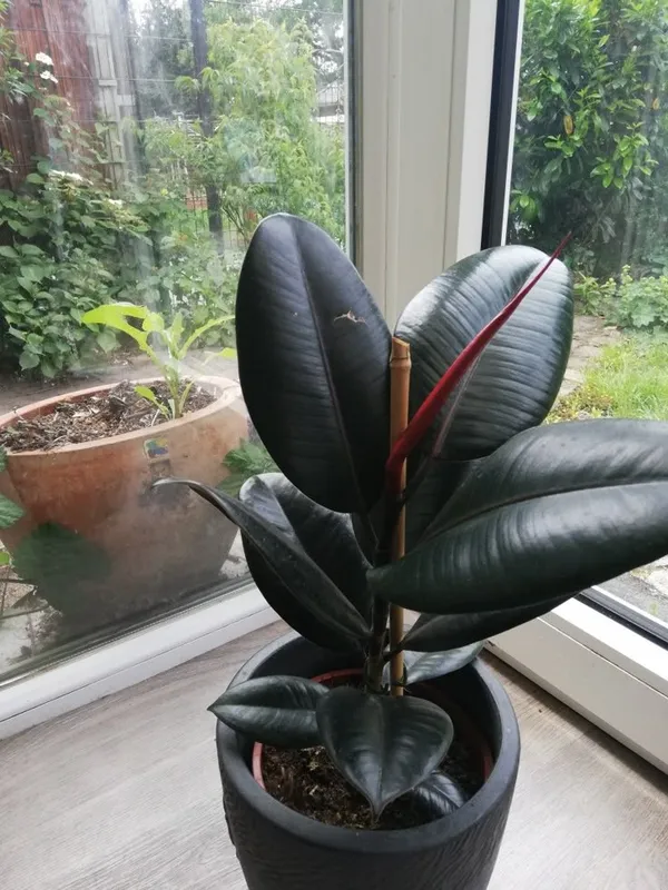 Green_Rubber_Plant_in_White_Pot
