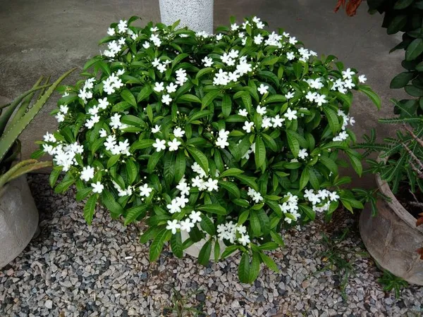 Green_White_Flowering_Shrub_Plant