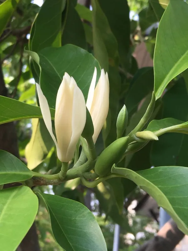 White_Flowering_Plant