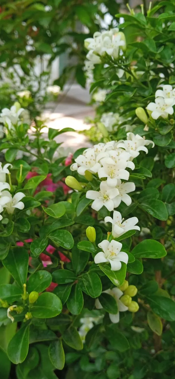 White_Flowering_Green_Leafy_Garden_Plant