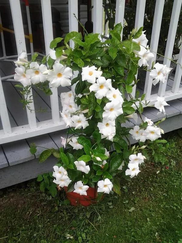 White_Flowering_Live_Potted_Plant