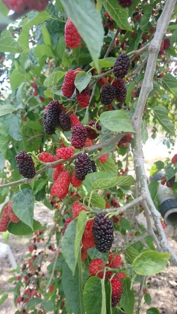 Mulberry_Fruit_Plant