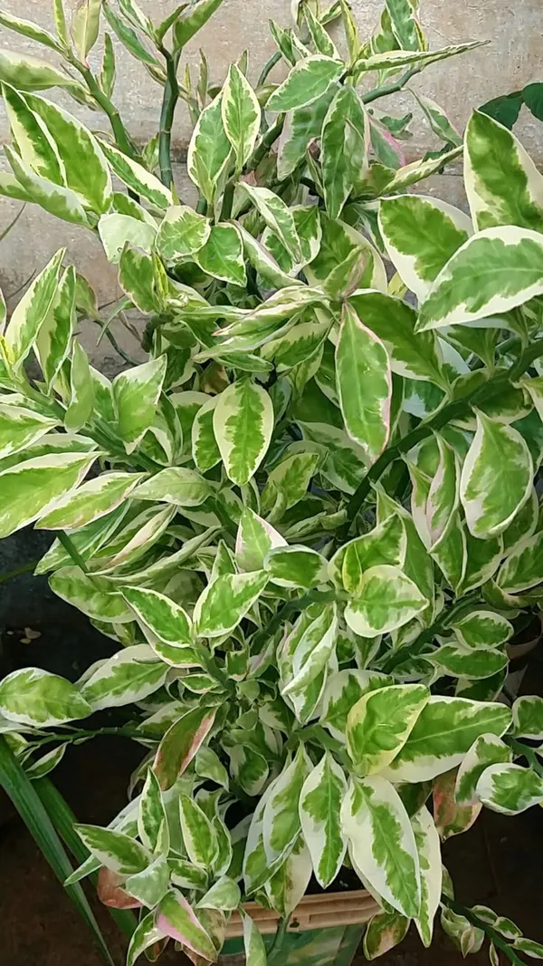 Variegated_Pink_Flowering_Ornamental_Plant