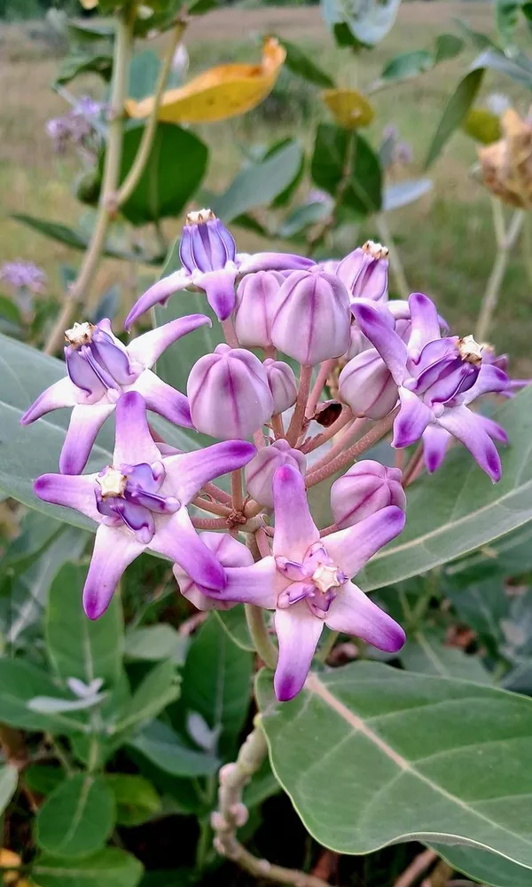 Purple_And_White_Flowering_Plant