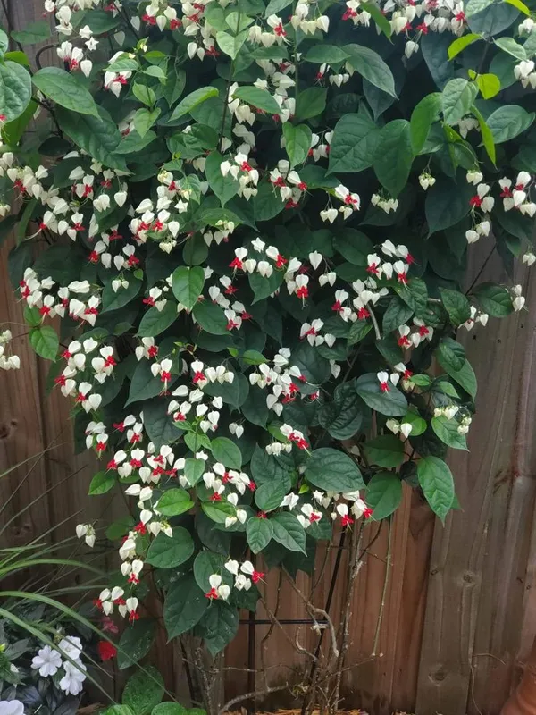 White_And_Red_Flowering_Ornamental_Plant
