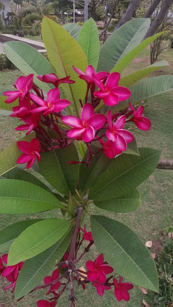 Pink_Plumeria_Flowering_Plant