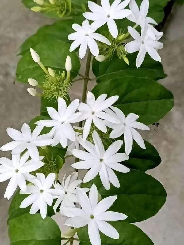 White_Star_Flowering_Jasmine_Plant