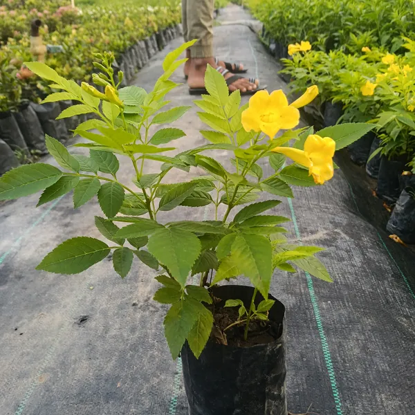 Yellow_Flowering_Live_Plant_In_Nursery_Grow_Bag