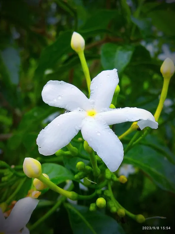 White_Flowering_Ornamental_Plant