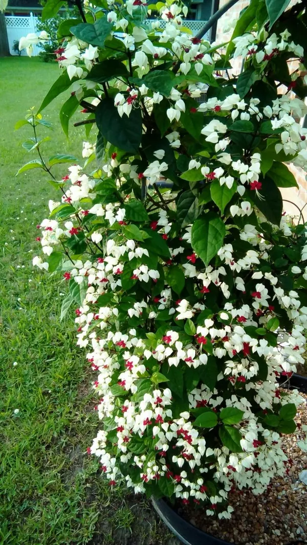 White_And_Red_Flowering_Ornamental_Plant