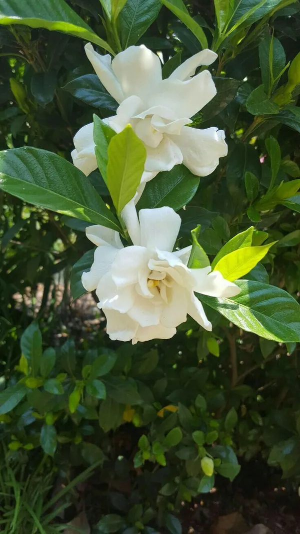 White_Flowering_Gardenia_Live_Plant