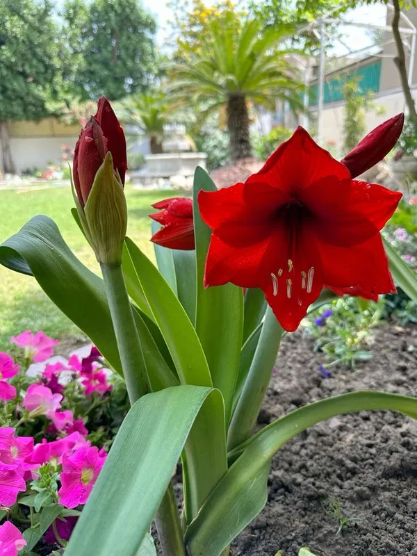 Red_And_Orange_Flowering_Amaryllis_Plant