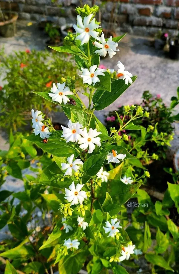 White_Star_Flowering_Live_Plant