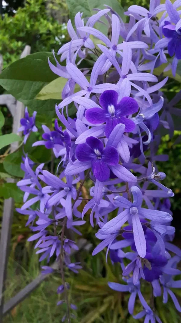Purple_Flowering_Live_Plant