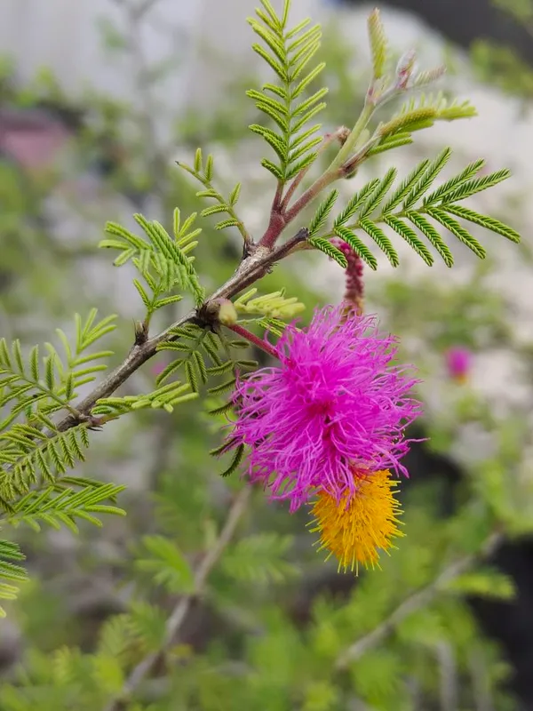 Pink_And_Yellow_Flowering_Ornamental_Plant