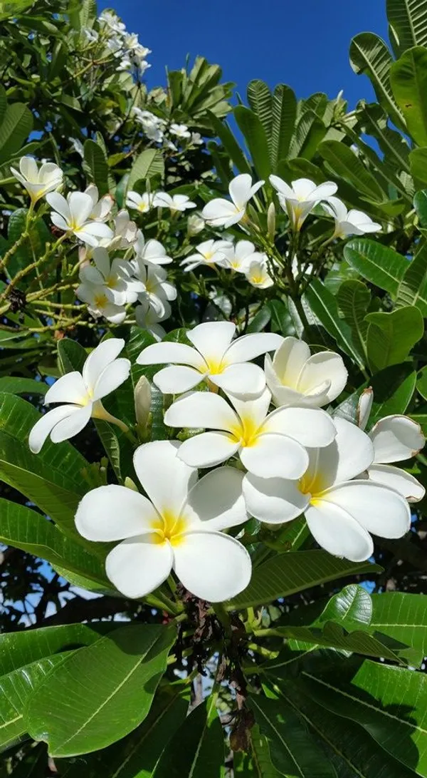 White_Flowering_Plumeria_Plant