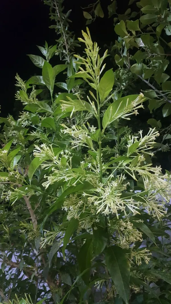 White_Tubular_Flowering_Plant