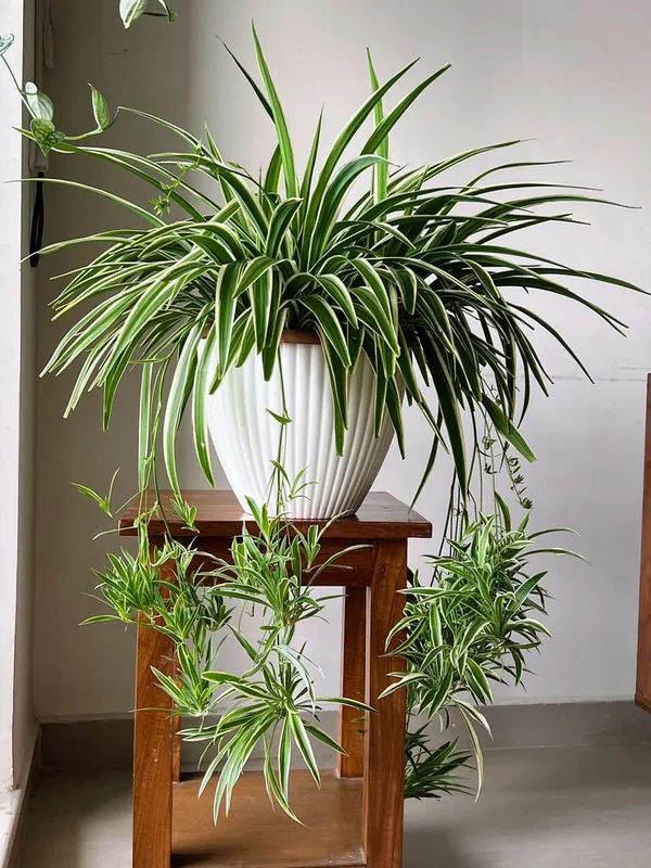 Variegated_Spider_Plant