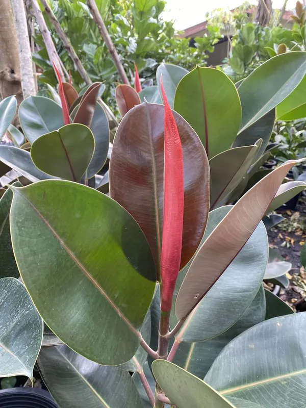 Green_Rubber_Plant_in_White_Pot