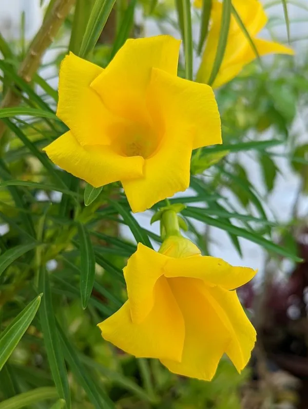 Yellow_Flowering_Oleander_Plant