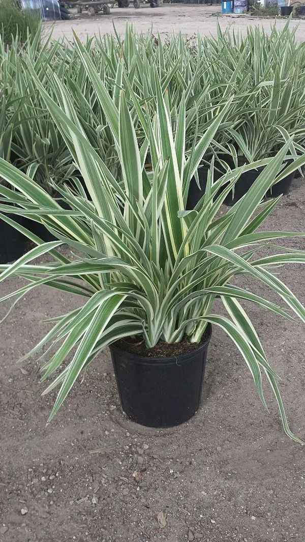 Variegated_Spider_Plant