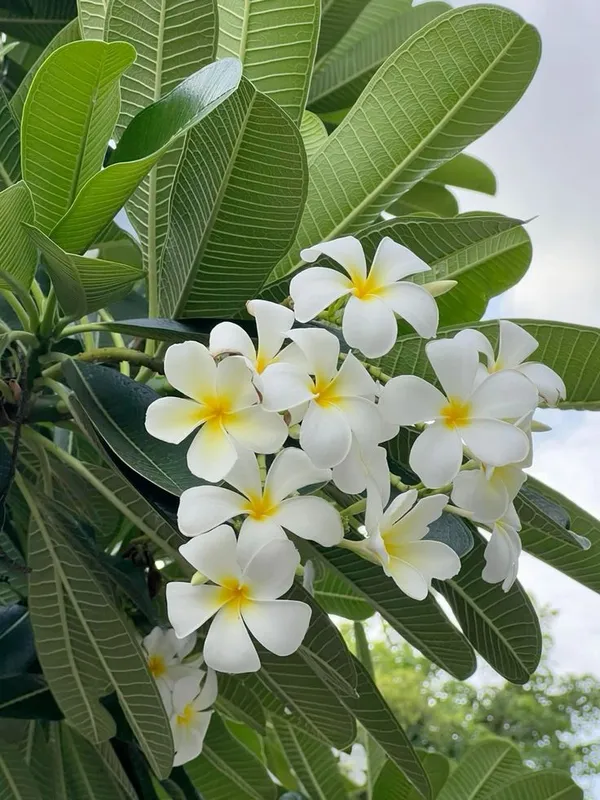 White_Flowering_Plumeria_Plant