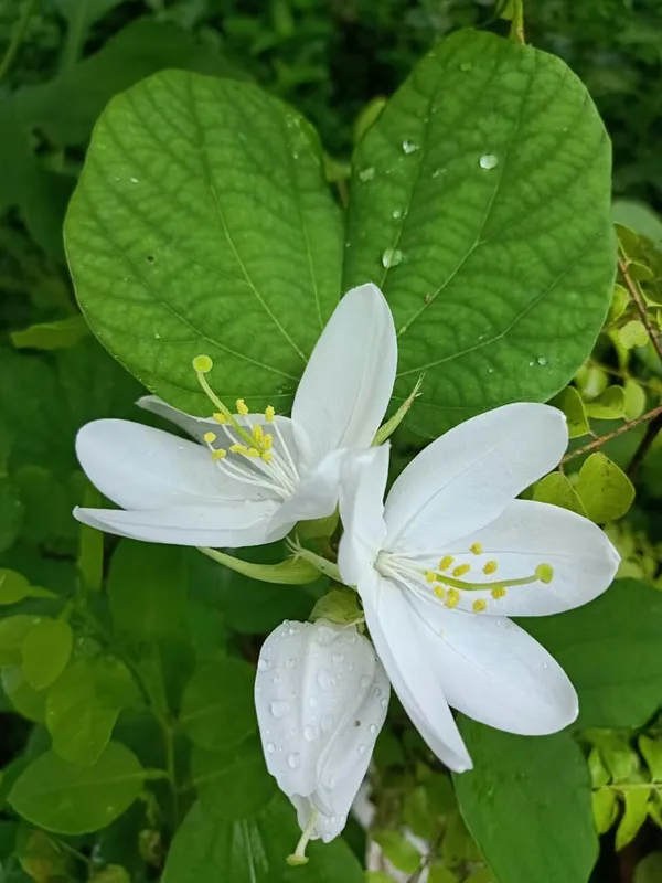 White_Flowering_Plant_With_Heart-Shaped_Leaves