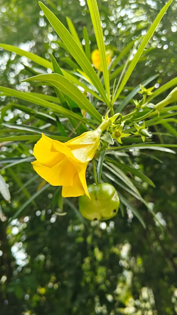 Yellow_Flowering_Oleander_Plant