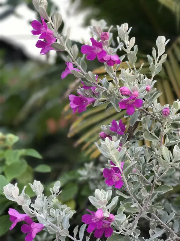 Silver_Foliage_Purple_Flowering_Potted_Plant