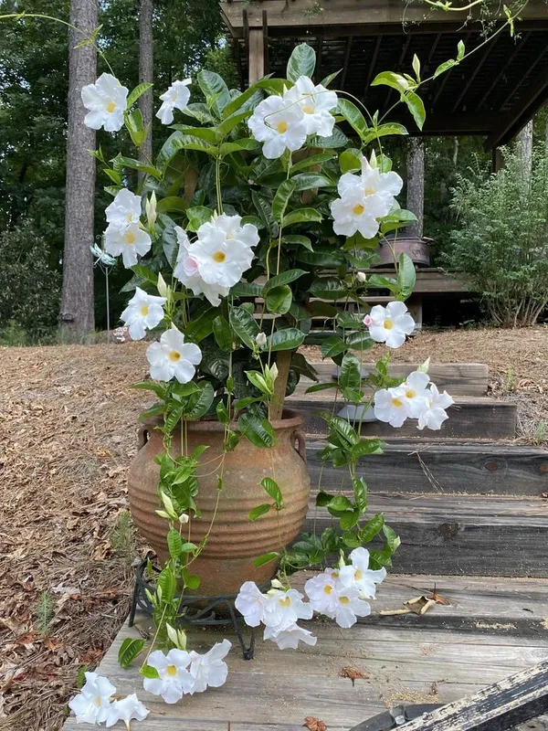 White_Flowering_Live_Potted_Plant