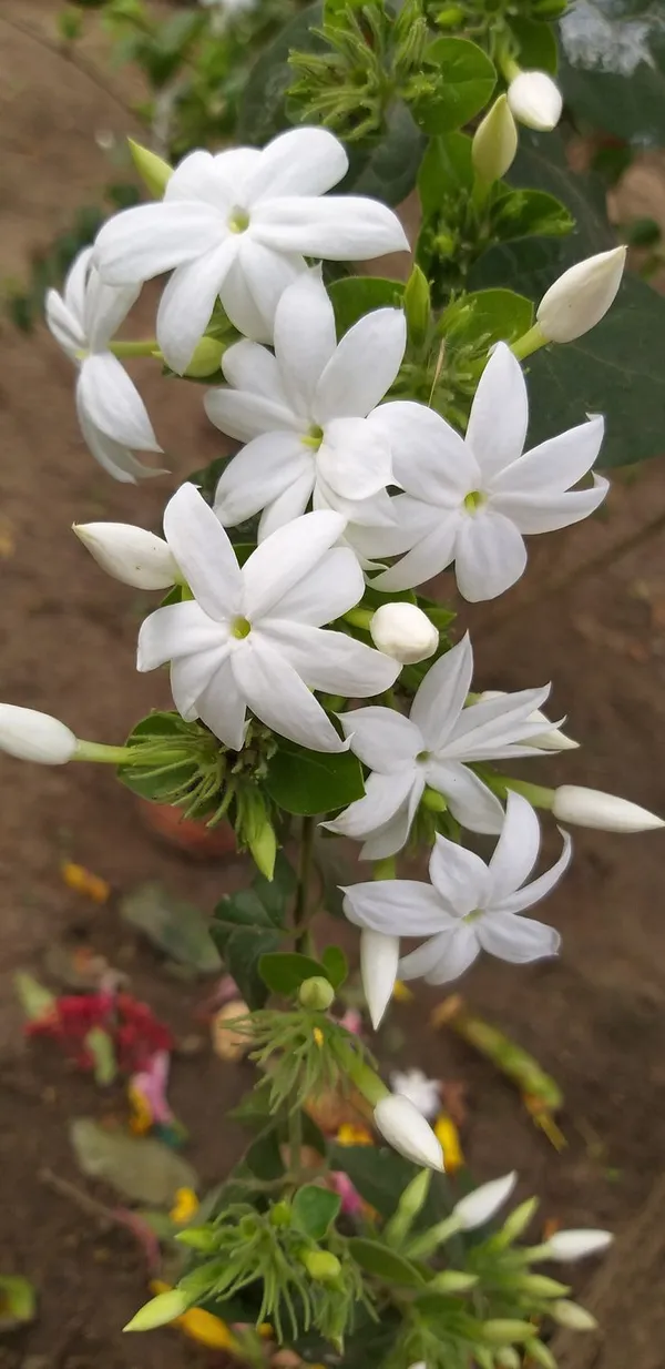 White_Star_Flowering_Jasmine_Plant