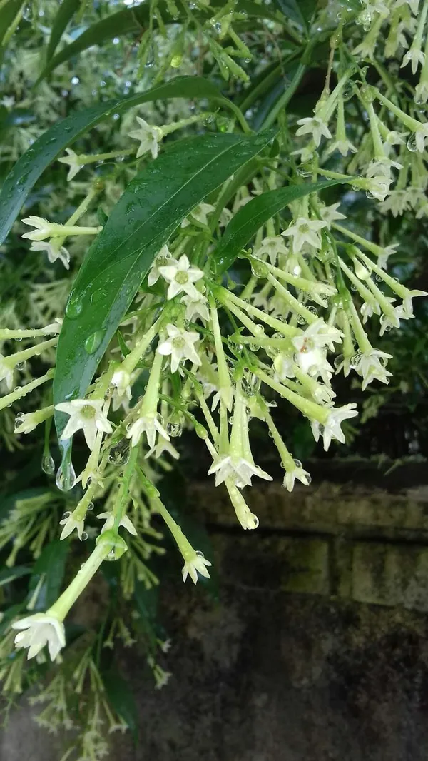 White_Tubular_Flowering_Plant