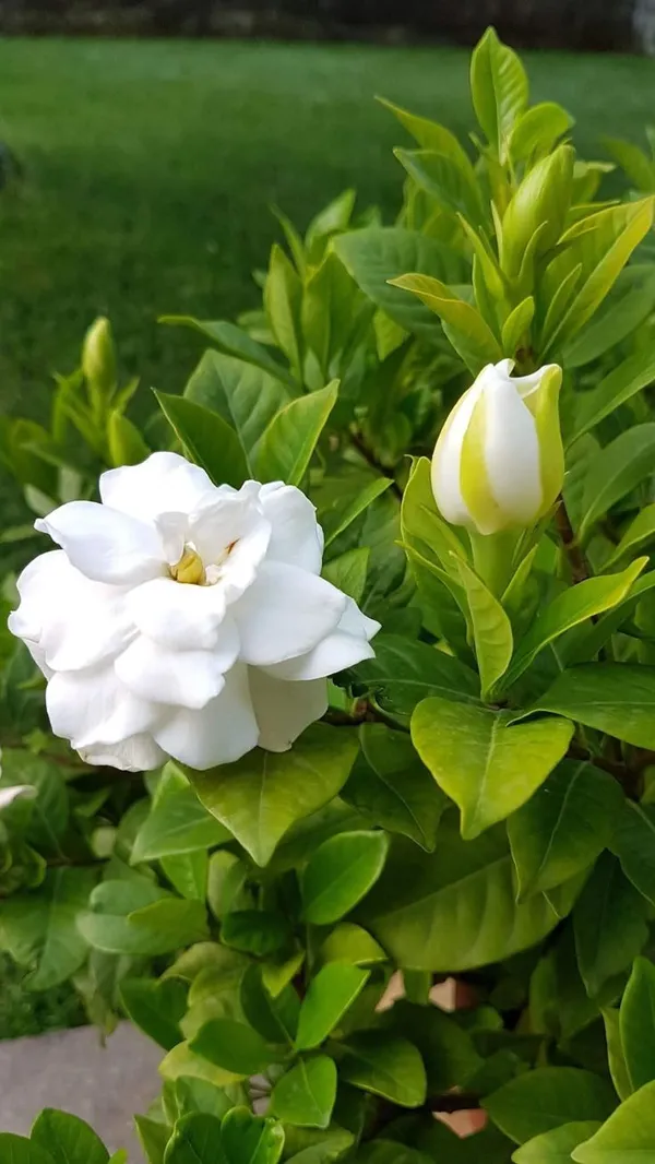 White_Flowering_Gardenia_Live_Plant