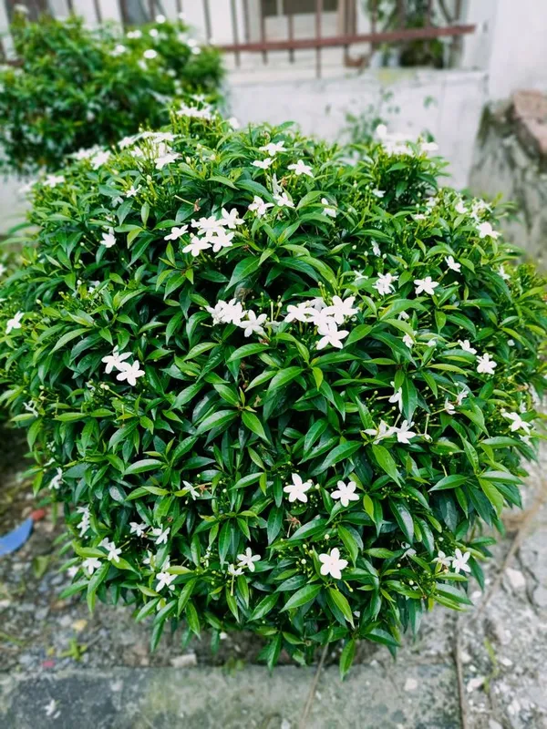 Green_White_Flowering_Shrub_Plant