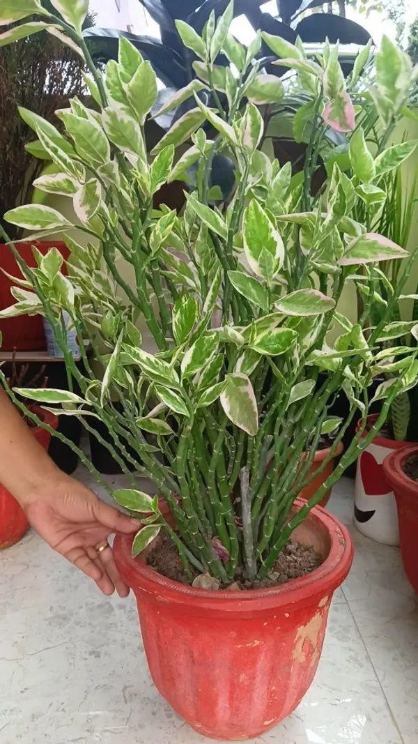 Variegated_Pink_Flowering_Ornamental_Plant