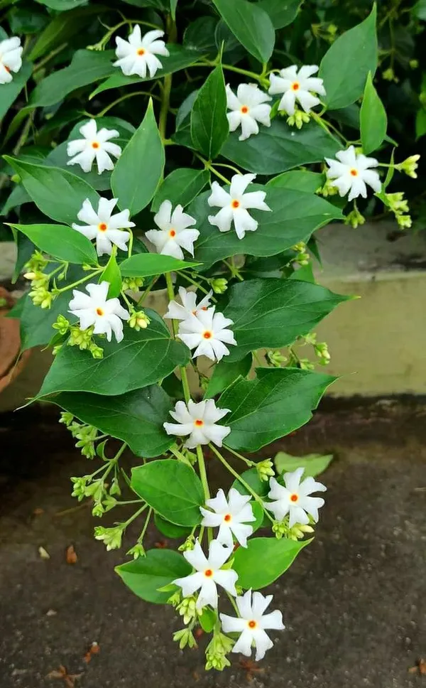 White_Star_Flowering_Live_Plant