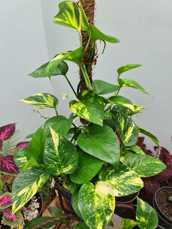 Green_And_Yellow_Variegated_Golden_Pothos_Live_Plant