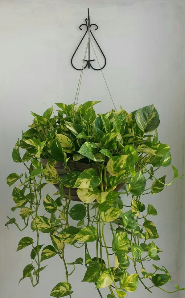 Green_And_Yellow_Variegated_Golden_Pothos_Live_Plant