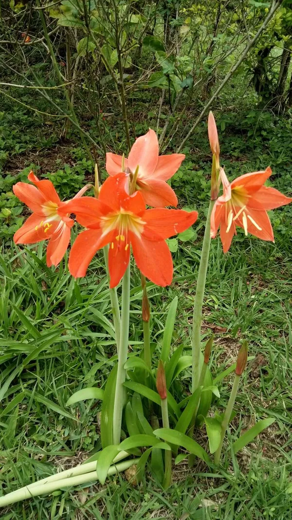 Red_And_Orange_Amaryllis_Flowering_Plant