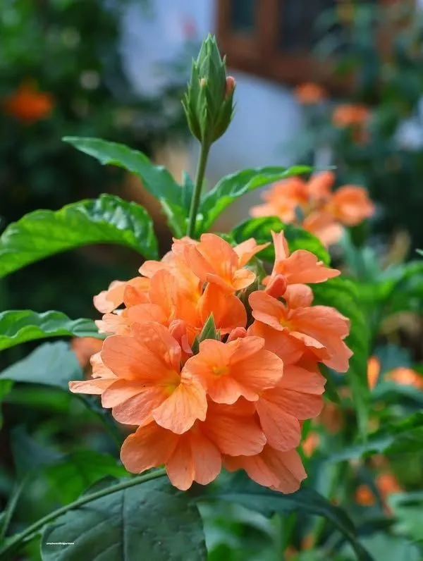 Orange_Flowering_Live_Plant