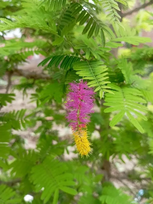 Pink_And_Yellow_Flowering_Ornamental_Plant