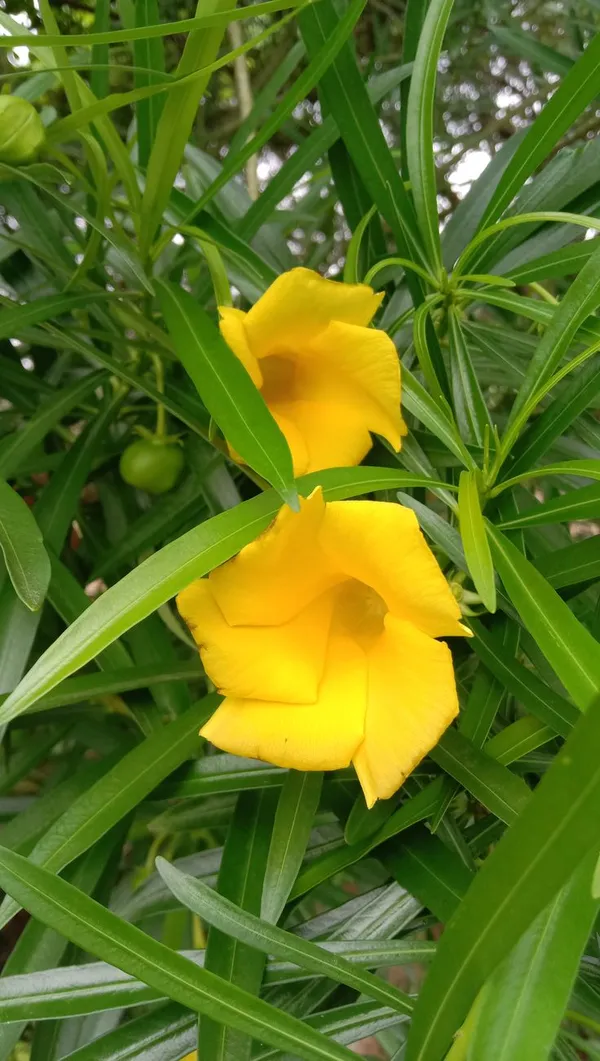 Yellow_Flowering_Oleander_Plant