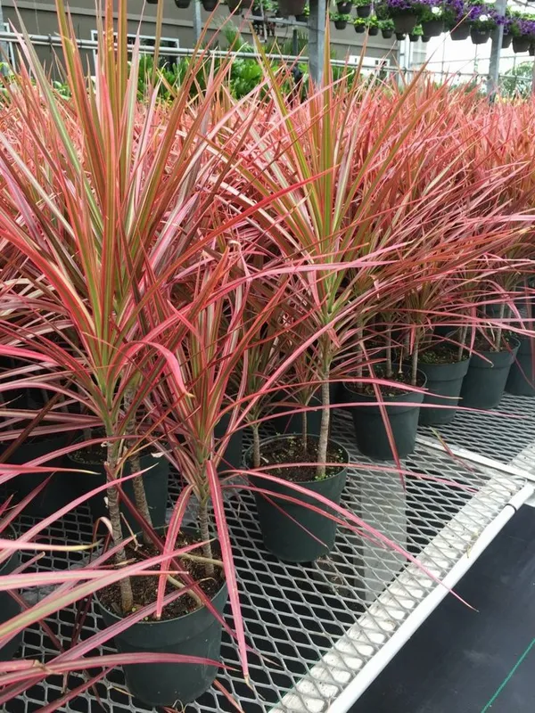 Red_And_Pink_Variegated_Dracaena_Live_Plant